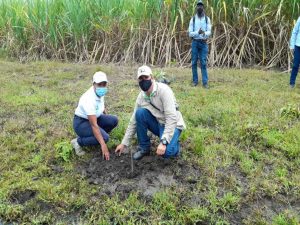 Empresa sembrará 12.000 árboles</br> más en Valle del Cauca, Cauca y Antioquia