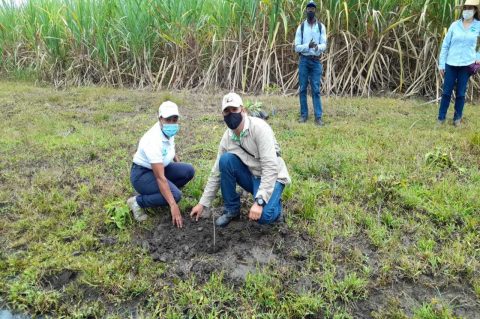 syngenta-iniciativa-sembrar-arboles