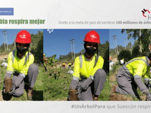 Sector privado se suma sembrando #UnArbolPara