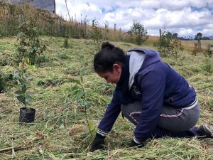 Paramo Snack siembra 28.000 árboles nativos