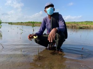 Rehabilitación Ecológica de Bosque de Manglar