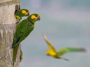 Con árboles nativos se protege el hábitat del loro orejiamarillo