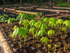 Red de viverismo comunitario: un proyecto que fortalece la paz y los bosques en la Amazonía