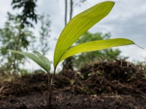 Arrayán, achapo y gualanday, algunas de las especies más sembradas en todo el país