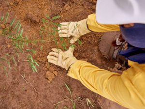 El sector minero apoya al Minambiente con la siembra de millones de árboles