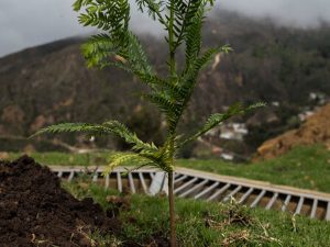 Los pilares de Respira, el programa del Minambiente que protege la biodiversidad