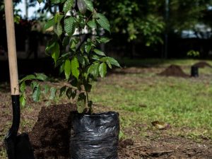 El Minambiente lidera 73 proyectos de restauración ecológica en todo el país