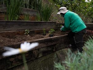 Se están construyendo 15 megaviveros para restaurar ecosistemas degradados