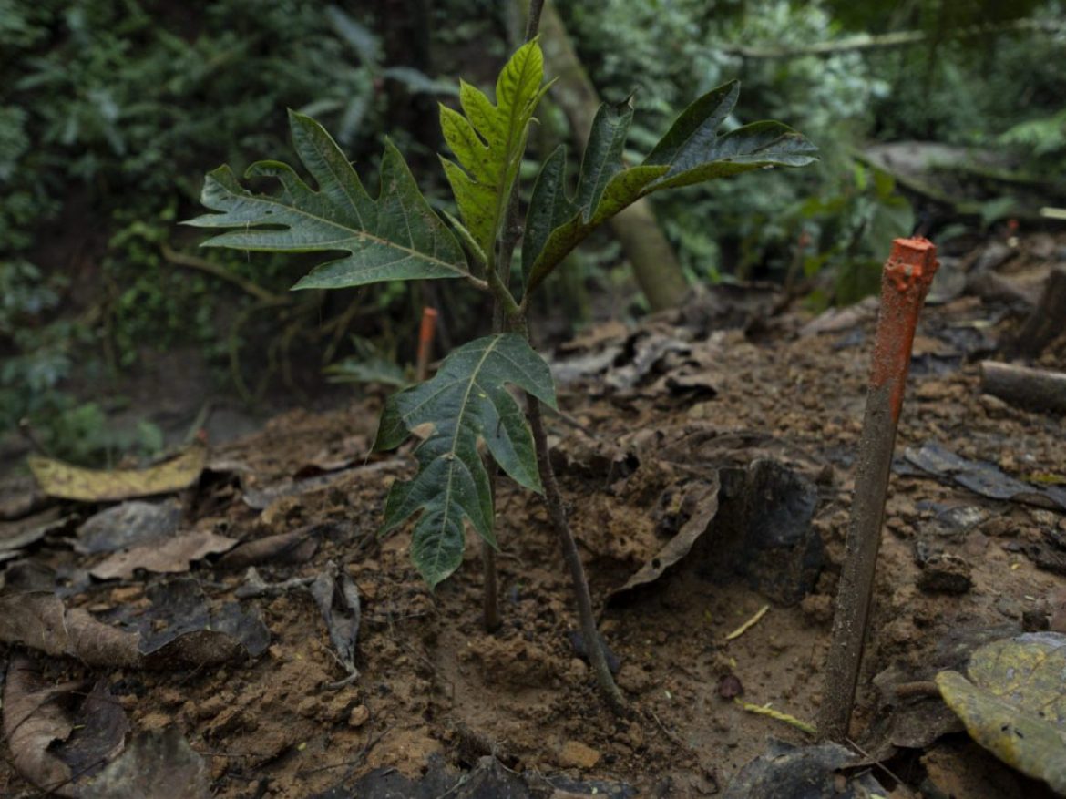 Noticia En Colombia ya se han sembrado 70 millones de nuevos árboles nativos