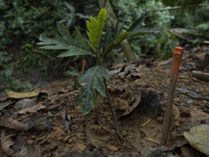 En Colombia ya se han sembrado 70 millones de nuevos árboles nativos