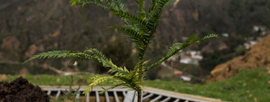 Noticia-Los-pilares-de-Respira-el-programa-del-Minambiente-que-protege-la-biodiversidad