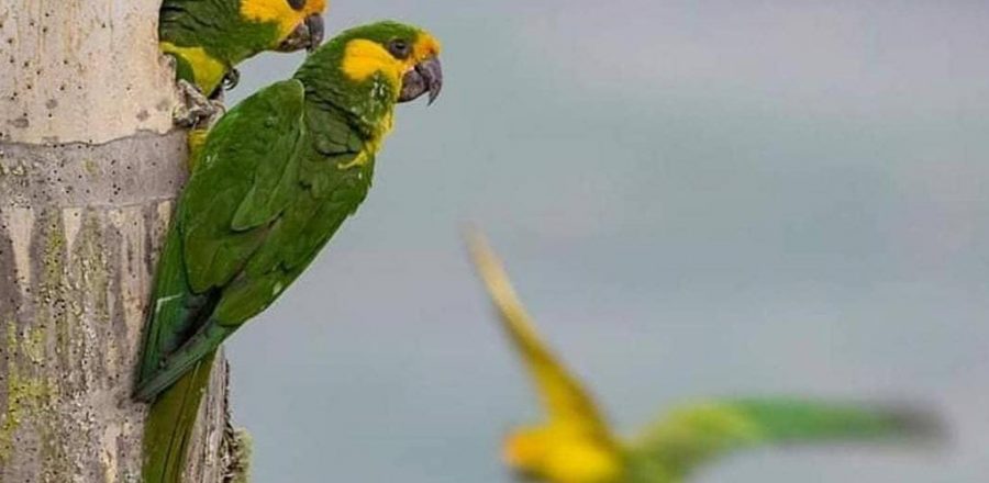 noticia-Con-arboles-nativos-se-protege-el-habitat-del-loro-orejiamarillo